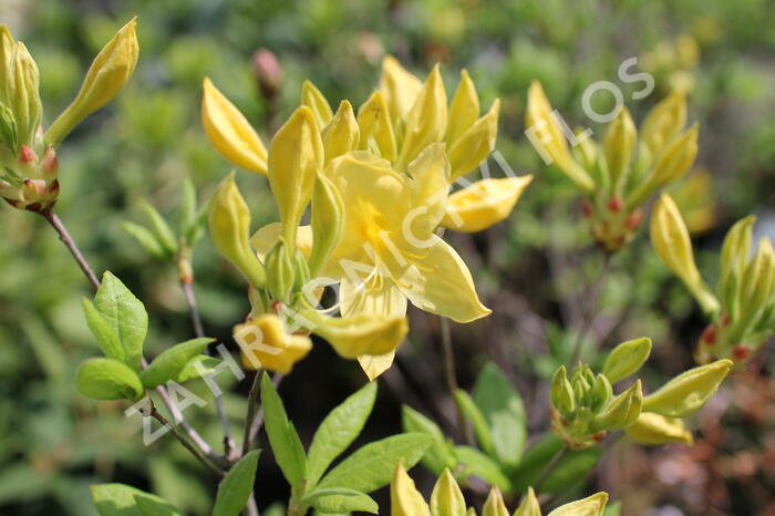 Azalka 'Anneke' - Azalea (KH) 'Anneke'