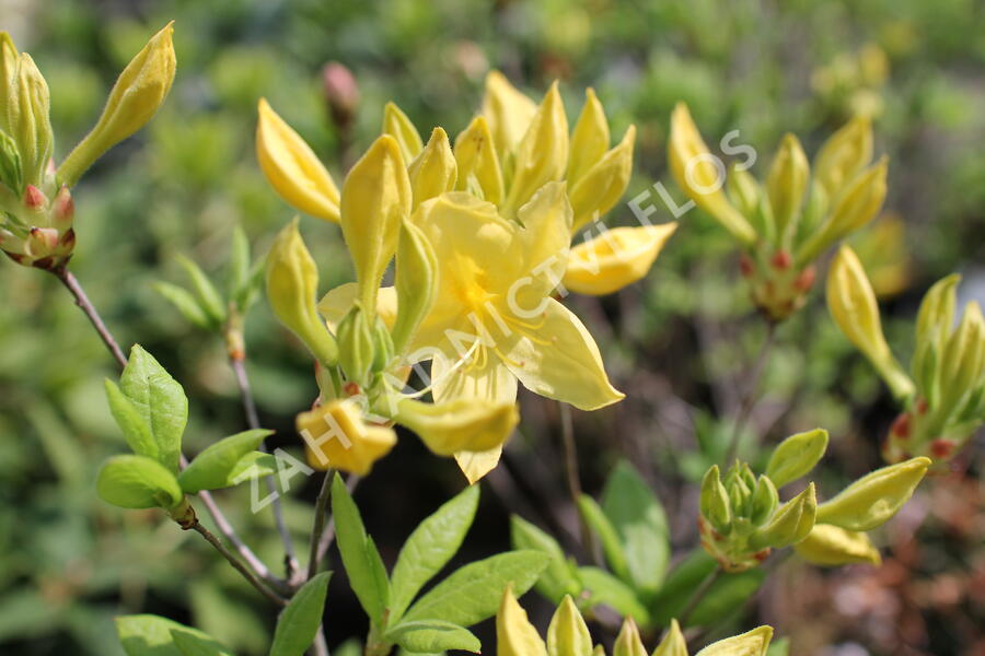 Azalka 'Anneke' - Azalea (KH) 'Anneke'