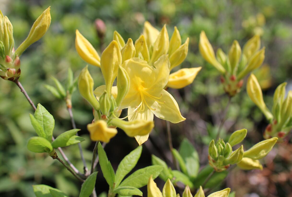 Azalka 'Anneke' - Azalea (KH) 'Anneke'