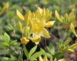 Azalka 'Anneke'