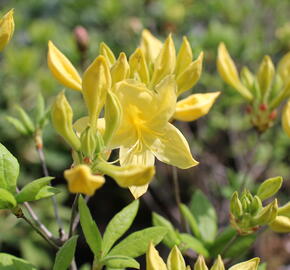 Azalka 'Anneke' - Azalea (KH) 'Anneke'
