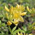 Azalea (KH) 'Anneke'.JPG