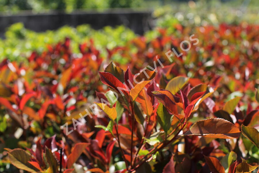 Blýskavka Fraserova 'Thin Red' - Photinia fraseri 'Thin Red'