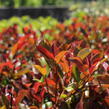 Blýskavka Fraserova 'Thin Red' - Photinia fraseri 'Thin Red'