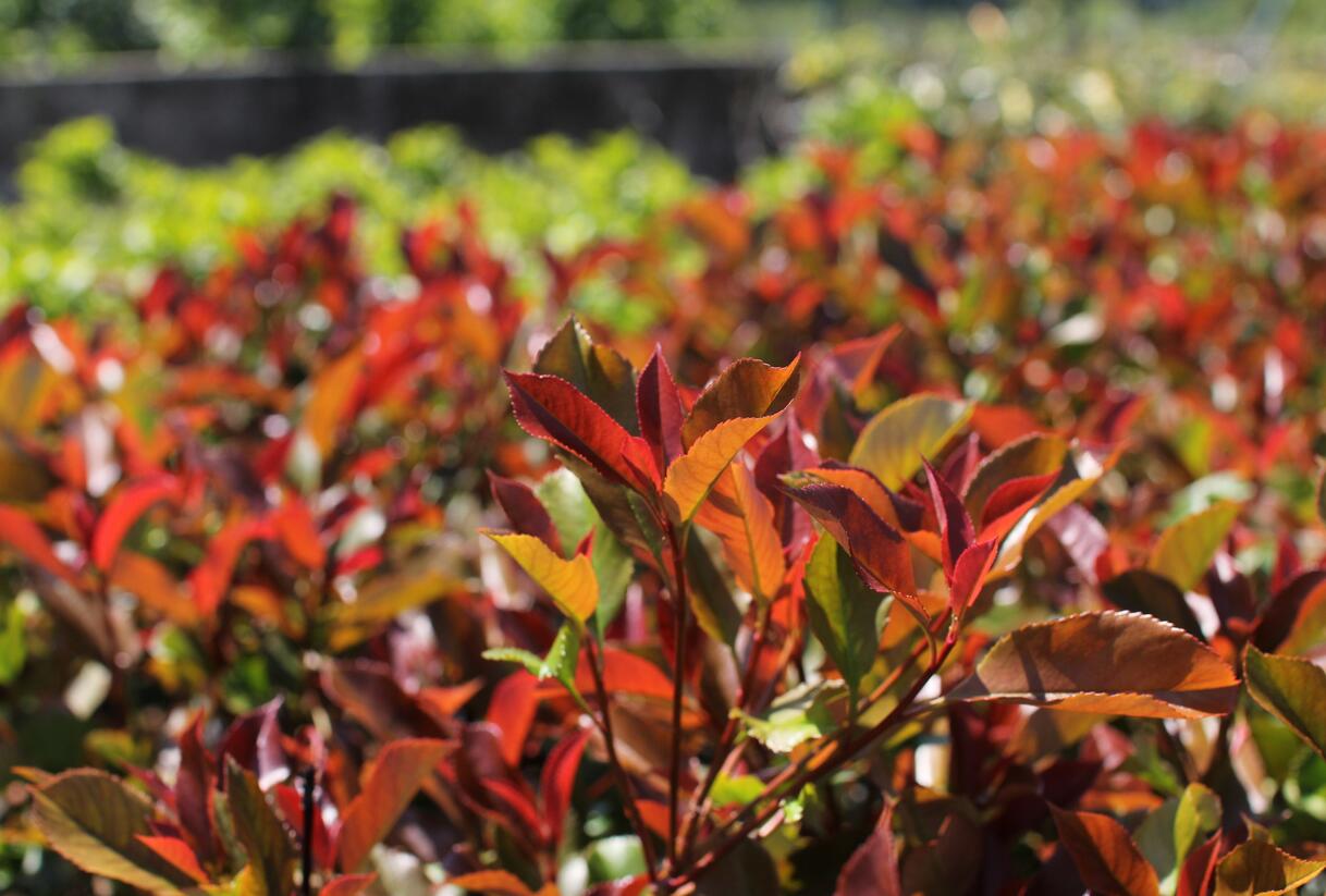 Blýskavka Fraserova 'Thin Red' - Photinia fraseri 'Thin Red'