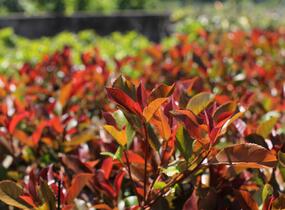 Blýskavka Fraserova 'Thin Red' - Photinia fraseri 'Thin Red'