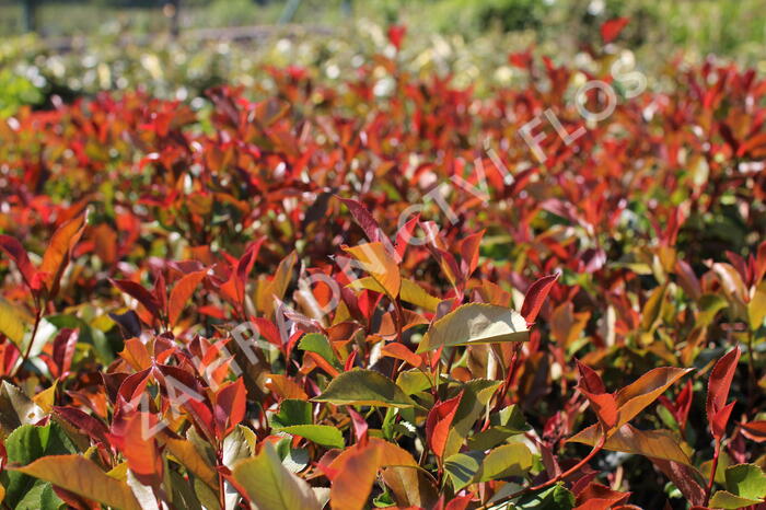 Blýskavka Fraserova 'Thin Red' - Photinia fraseri 'Thin Red'