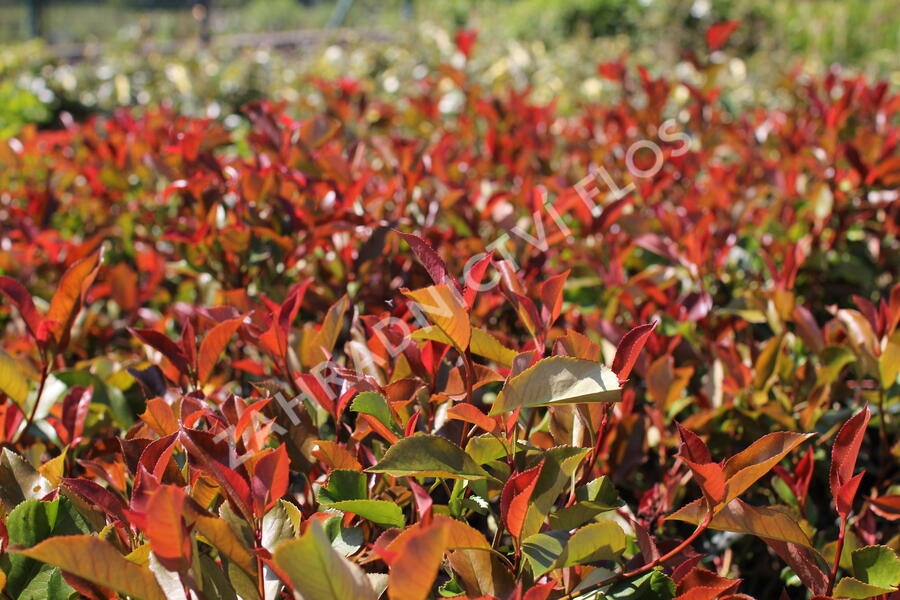 Blýskavka Fraserova 'Thin Red' - Photinia fraseri 'Thin Red'