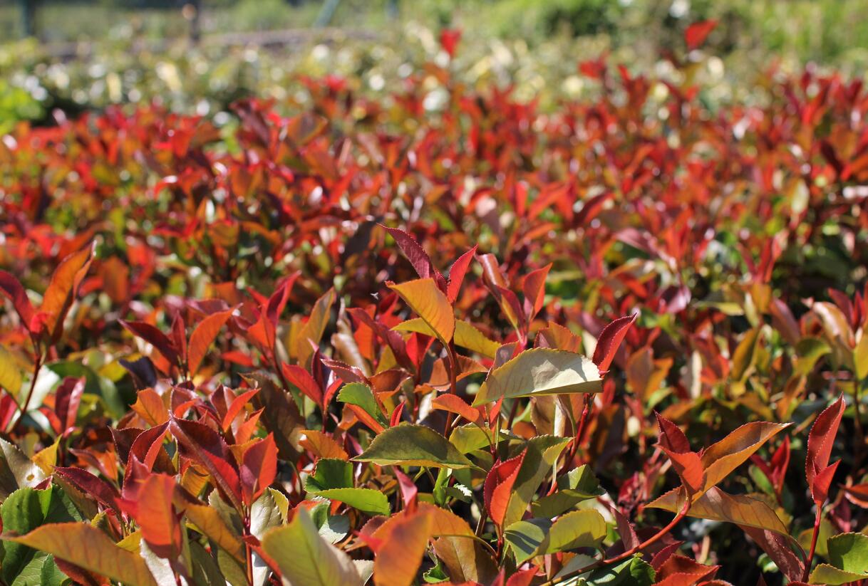 Blýskavka Fraserova 'Thin Red' - Photinia fraseri 'Thin Red'