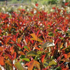 Blýskavka Fraserova 'Thin Red' - Photinia fraseri 'Thin Red'