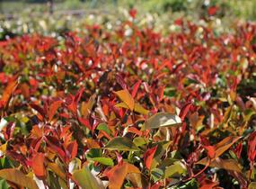 Blýskavka Fraserova 'Thin Red' - Photinia fraseri 'Thin Red'
