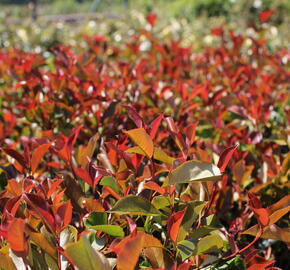 Blýskavka Fraserova 'Thin Red' - Photinia fraseri 'Thin Red'