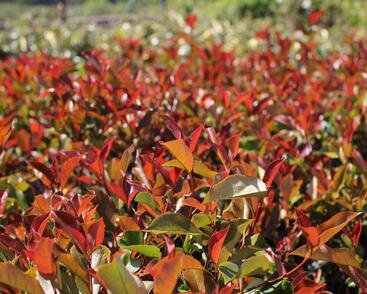 Blýskavka Fraserova 'Thin Red'