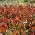 Photinia fraseri 'Thin Red'_02.JPG