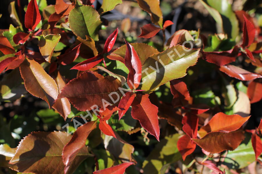 Blýskavka Fraserova 'Thin Red' - Photinia fraseri 'Thin Red'