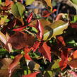Blýskavka Fraserova 'Thin Red' - Photinia fraseri 'Thin Red'