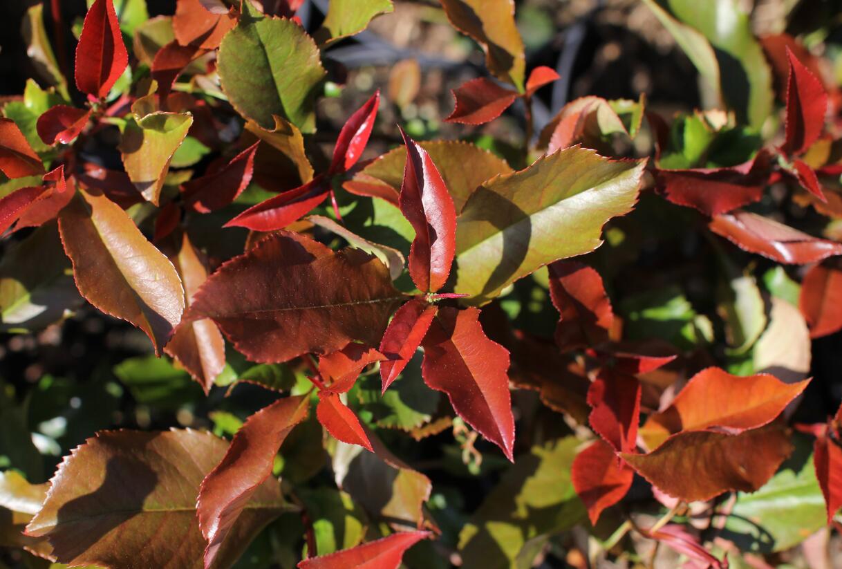 Blýskavka Fraserova 'Thin Red' - Photinia fraseri 'Thin Red'