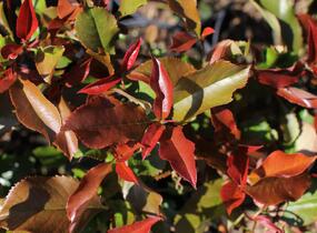 Blýskavka Fraserova 'Thin Red' - Photinia fraseri 'Thin Red'
