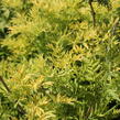 Bez hroznatý 'Golden Lace®' - Sambucus racemosa 'Golden Lace®'