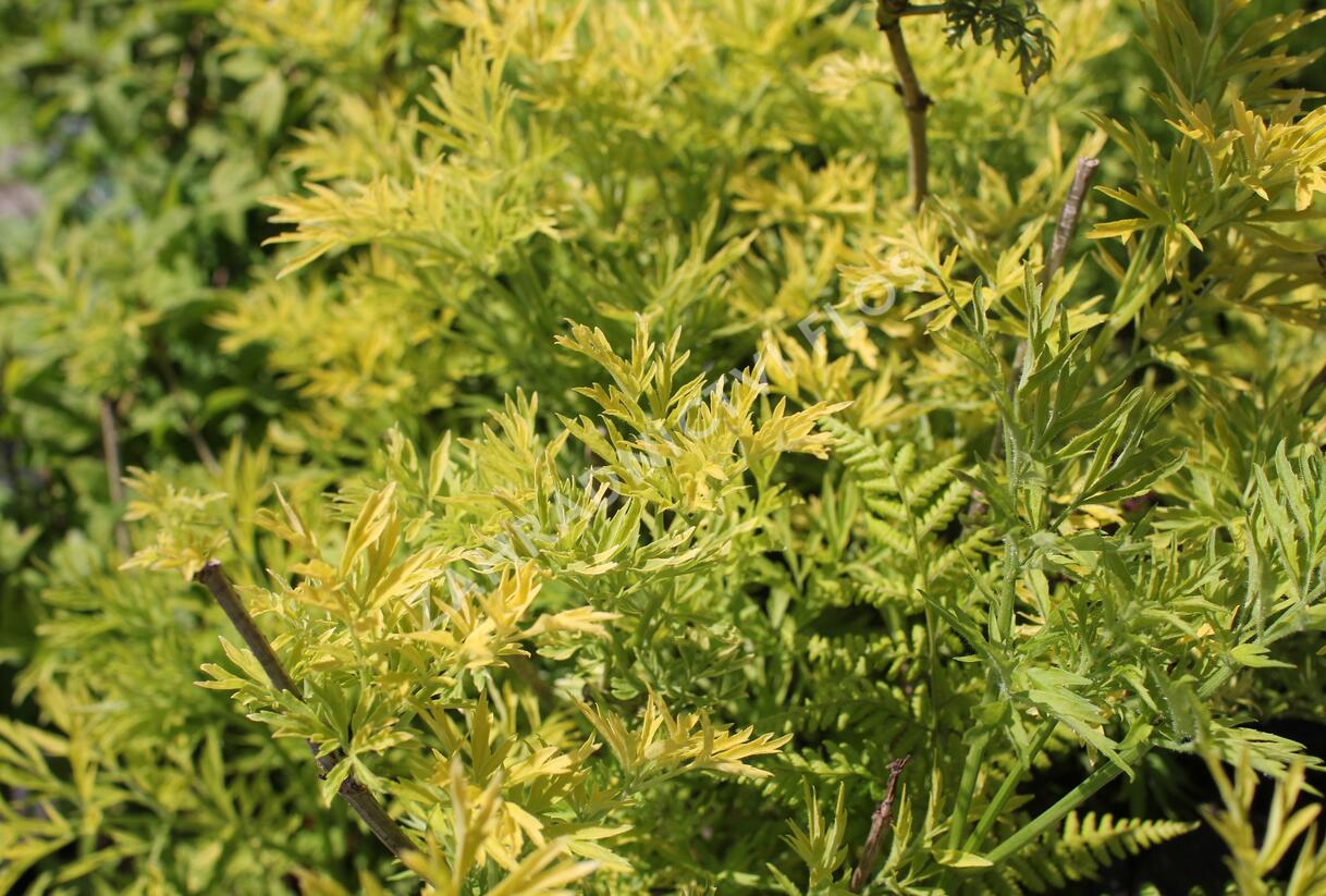 Bez hroznatý 'Golden Lace®' - Sambucus racemosa 'Golden Lace®'