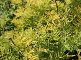 Bez hroznatý 'Golden Lace®' - Sambucus racemosa 'Golden Lace®'