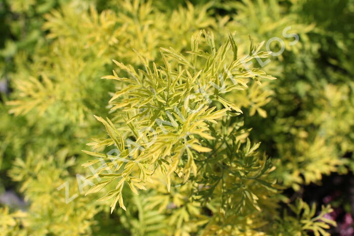 Bez hroznatý 'Golden Lace®' - Sambucus racemosa 'Golden Lace®'