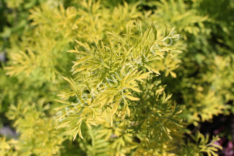 Bez hroznatý 'Golden Lace®' - Sambucus racemosa 'Golden Lace®'