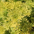 Bez hroznatý 'Golden Lace®' - Sambucus racemosa 'Golden Lace®'