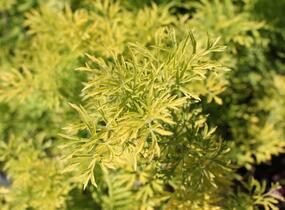 Bez hroznatý 'Golden Lace®' - Sambucus racemosa 'Golden Lace®'
