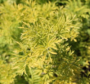 Bez hroznatý 'Golden Lace®' - Sambucus racemosa 'Golden Lace®'