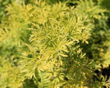 Bez hroznatý 'Golden Lace®'