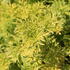 Sambucus racemosa 'Golden Lace®'.JPG