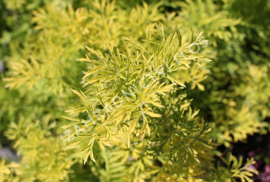Bez hroznatý 'Golden Lace®' - Sambucus racemosa 'Golden Lace®'