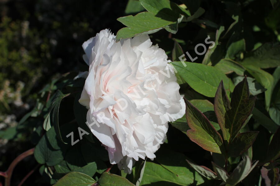 Pivoňka dřevitá 'Satin Rouge' - Paeonia suffruticosa 'Satin Rouge'