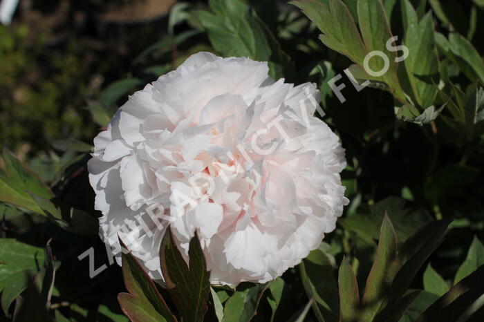 Pivoňka dřevitá 'Satin Rouge' - Paeonia suffruticosa 'Satin Rouge'