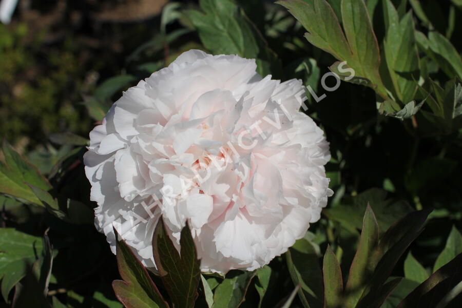 Pivoňka dřevitá 'Satin Rouge' - Paeonia suffruticosa 'Satin Rouge'