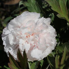 Pivoňka dřevitá 'Satin Rouge' - Paeonia suffruticosa 'Satin Rouge'