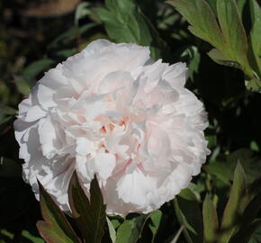 Pivoňka dřevitá 'Satin Rouge' - Paeonia suffruticosa 'Satin Rouge'
