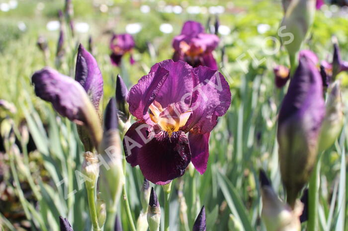Kosatec německý 'Senlac' - Iris barbata-elatior 'Senlac'