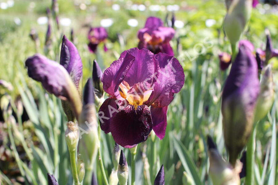 Kosatec německý 'Senlac' - Iris barbata-elatior 'Senlac'