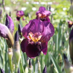 Kosatec německý 'Senlac' - Iris barbata-elatior 'Senlac'