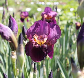 Kosatec německý 'Senlac' - Iris barbata-elatior 'Senlac'