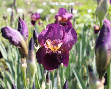 Kosatec německý 'Senlac'