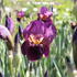 Iris barbata-elatior 'Senlac'.JPG