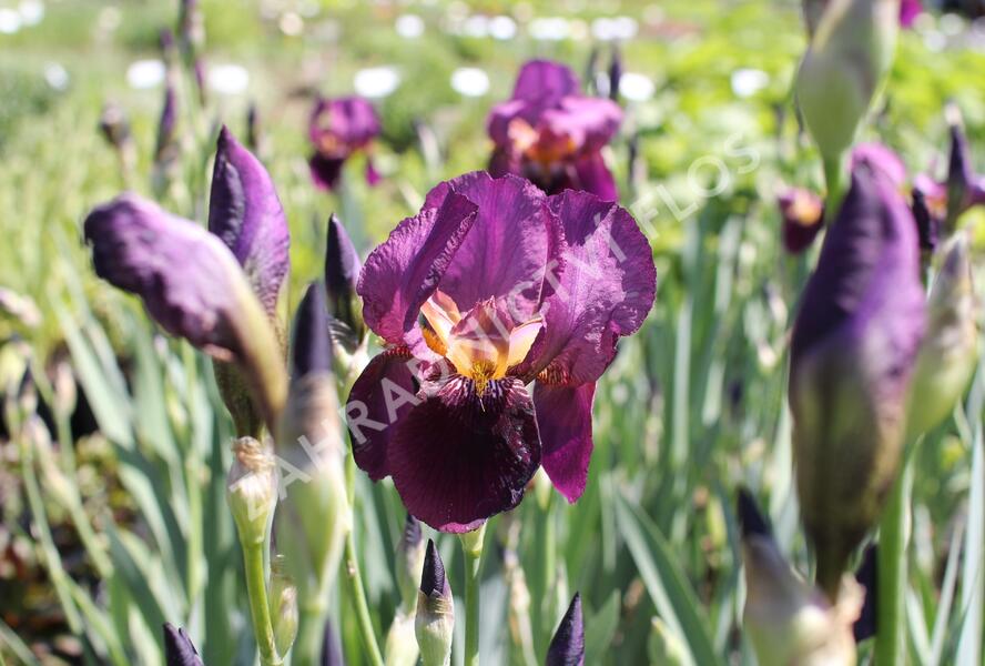 Kosatec německý 'Senlac' - Iris barbata-elatior 'Senlac'