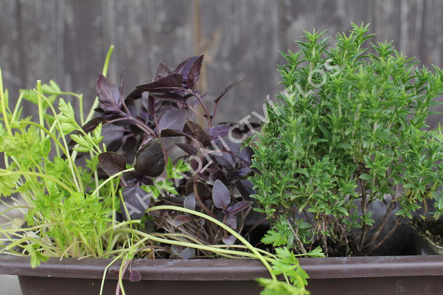 Sestava bylinek pro francouzskou kuchyni - Francouzské bylinky