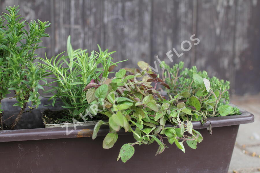 Sestava bylinek pro francouzskou kuchyni - Francouzské bylinky