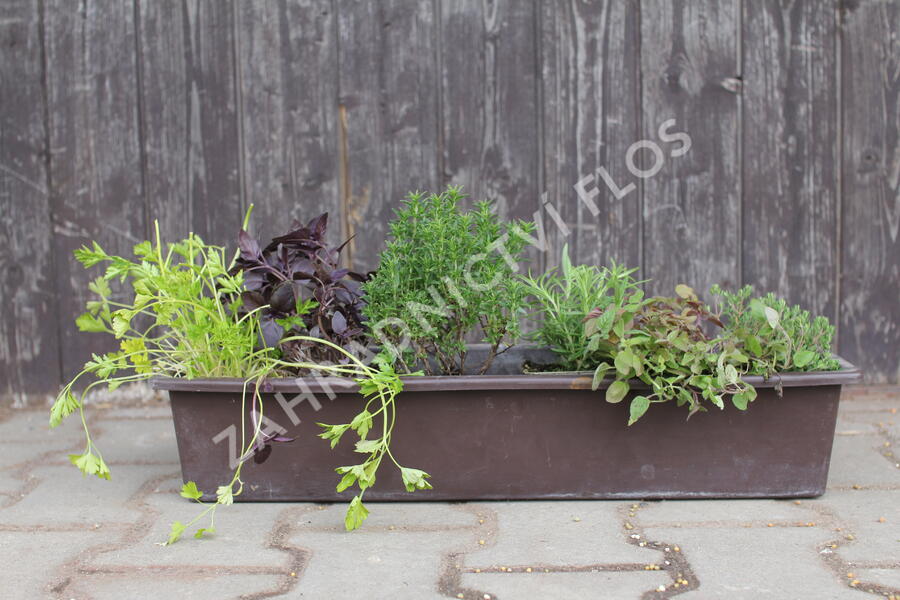 Sestava bylinek pro francouzskou kuchyni - Francouzské bylinky