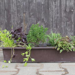 Sestava bylinek pro francouzskou kuchyni - Francouzské bylinky