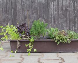 Sestava bylinek pro francouzskou kuchyni